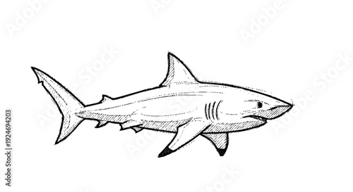 Black and White Illustration of Shark.