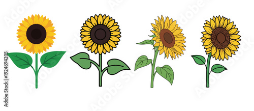 Collection of Four Sunflower Illustrations in Various Bloom Stages and Leaf Arrangements