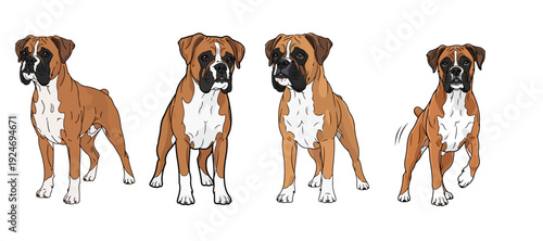 Collection of Four Brown and White Boxer Dogs in Various Standing and Alert Poses