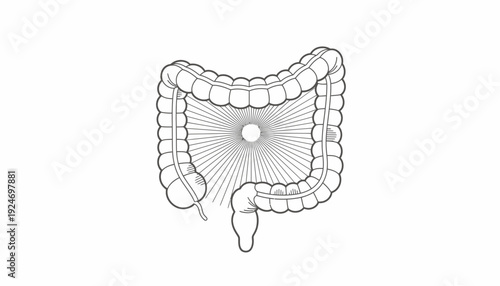Human Colon Anatomy Illustration - Digestive System Health Concept