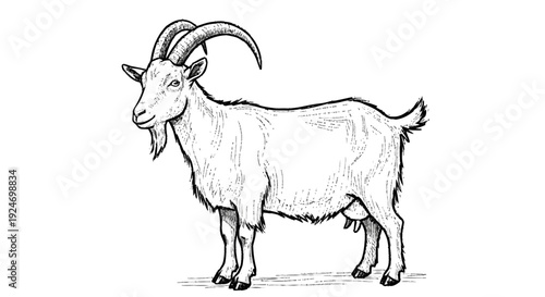 White Goat with Curved Horns Standing.