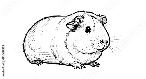 Guinea Pig Illustration Simple Line Drawing.