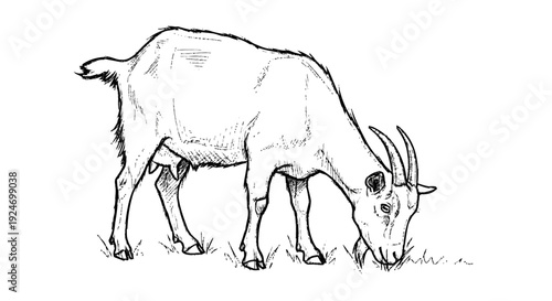 Black and White Goat Eating Grass Illustration.