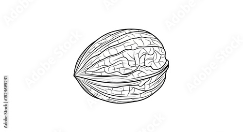 Hand-drawn illustration of a single walnut on a white background, sketch style