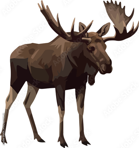 Brown Moose Isolated Object With Large Antlers On White Background