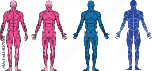 Human muscular system anatomy illustration back view highlighting trapezius, deltoids, latissimus dorsi, gluteal, hamstrings, calves, physiology, and medical study