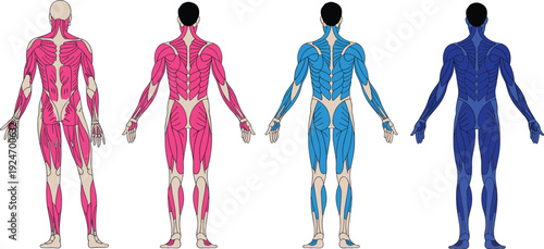 Human muscular system anatomy illustration showing back view with color-coded muscle groups highlighting activation, comparison, physiology, and educational reference