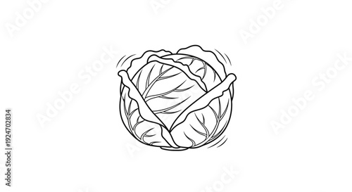 Fresh Cabbage Head Drawing, Simple Line Art Illustration, Healthy Food Concept