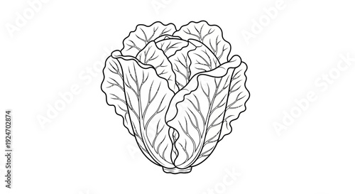 Fresh Cabbage Head Sketch - Healthy Vegetable Illustration