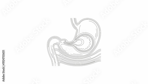 Digestive System Anatomy: Stomach and Duodenum - Medical Illustration