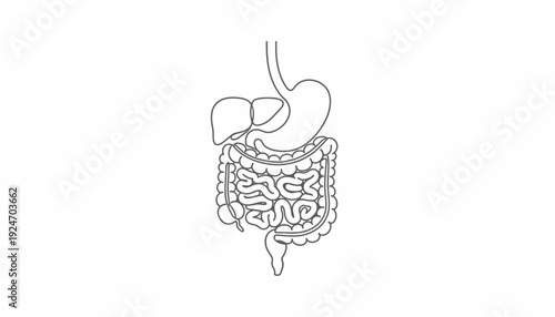 Digestive System Anatomy Illustration: Stomach, Intestines, Liver - Medical Line Art