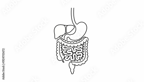 Digestive System Anatomy Illustration: Stomach, Intestines, Liver, Gallbladder
