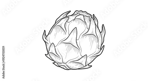 Dragon Fruit Outline Drawing, Exotic Tropical Fruit Sketch, Pitaya Line Art