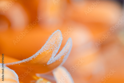 orange trumpet close-up image of bright orange trumpet vine flowers.