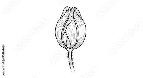 Unopened Tulip Bud Drawing, Botanical Illustration, Black and White Line Art