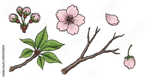 Collection of cherry blossom branches flowers and petals illustration