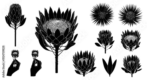 Collection of black silhouettes of various exotic protea flowers