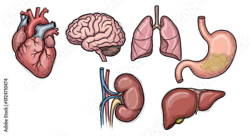 Collection of human organs including heart brain lungs stomach liver