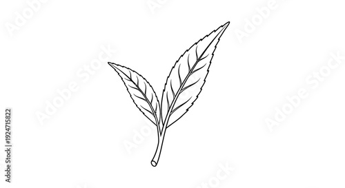 Minimalist line drawing of two fresh green tea leaves on a stem, isolated on white background.