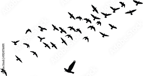 Black bird silhouettes flying in formation, vector illustration of migrating birds, flock of birds in flight, wildlife nature design elements