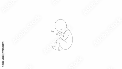 Newborn baby fetus in womb, sleeping peacefully, delicate line art, conception and life concept