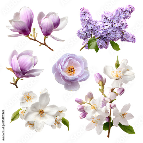 Professional Collection of Spring Blossoms Lilac Magnolia for Design Projects