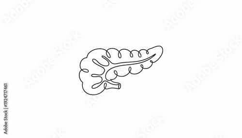 Pancreas Anatomy Continuous Line Drawing, Medical Organ Illustration