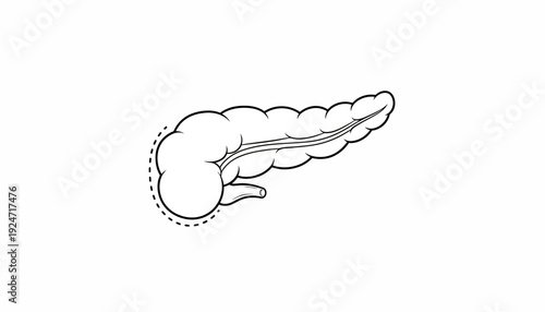Pancreas Anatomy Diagram, Human Organ Illustration, Medical Health Science