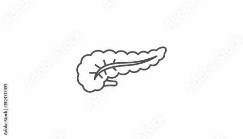 Pancreas Anatomy Icon Outline Vector Illustration