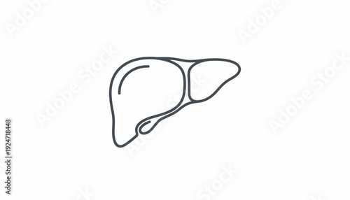 Simple Line Art Illustration of a Human Liver, Medical Icon