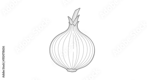 Simple Line Drawing of a Fresh Onion on White Background, Healthy Food Ingredient