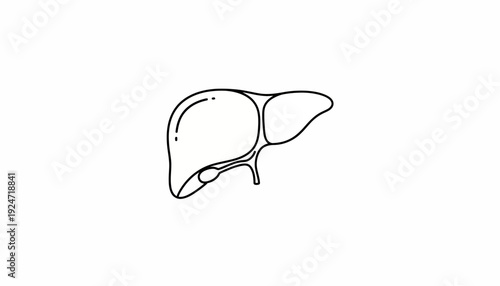 Simple Line Drawing of Human Liver Anatomy Isolated on White Background