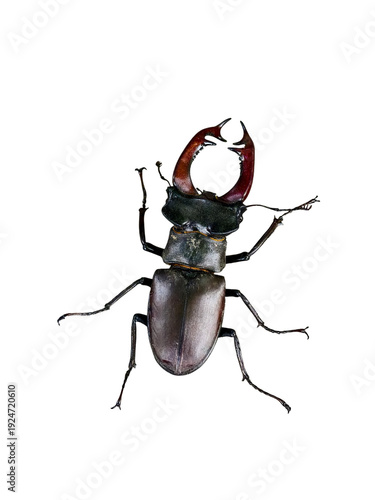Slika na platnu Male stag beetle (Lucanus cervus) isolated on transparent background