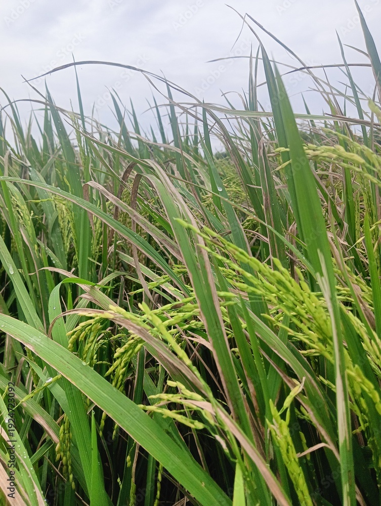 Fototapeta premium Close-up of rice sheath blight disease (Rhizoctonia solani) on a rice plant leaf in a field. Watermark-like lesions on the leaf sheath indicate a severe fungal infection that can cause significant yie