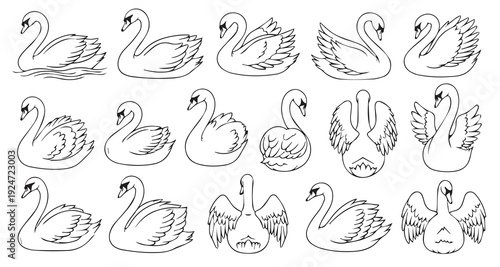 Collection of graceful swan illustrations, detailed swan bird silhouettes in different poses, elegant wings spread vector art for branding.