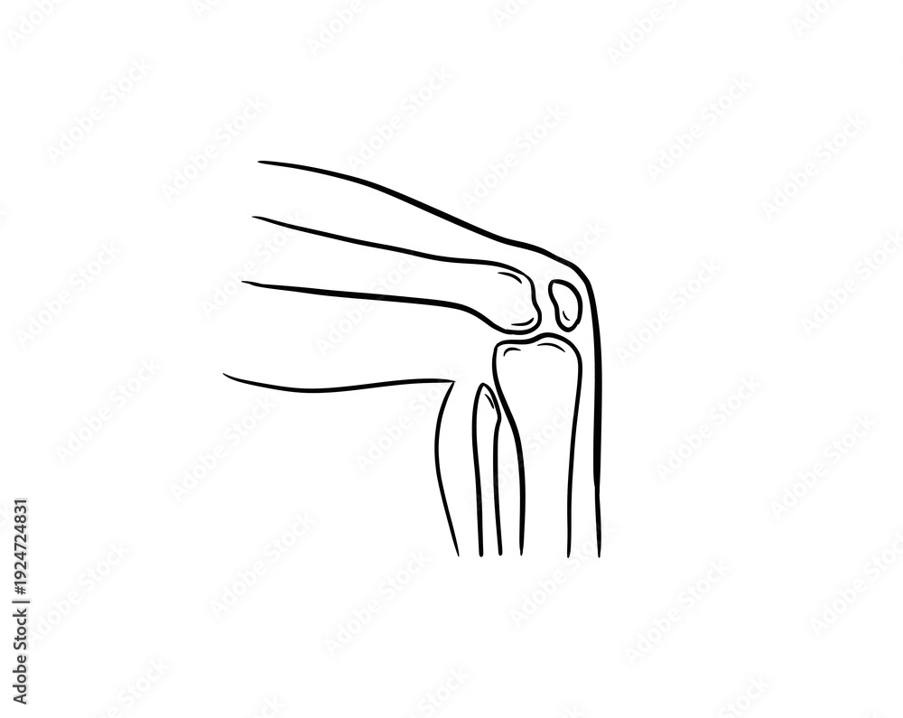 Fototapeta premium knee joint digital illustration drawing isolated