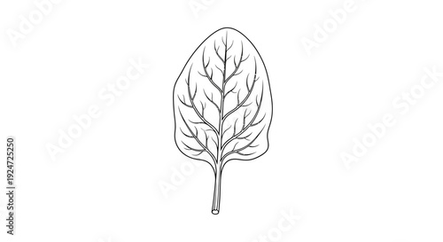 Spinach Leaf Outline Drawing, Fresh Green Vegetable, Healthy Food Ingredient, Vector Illustration