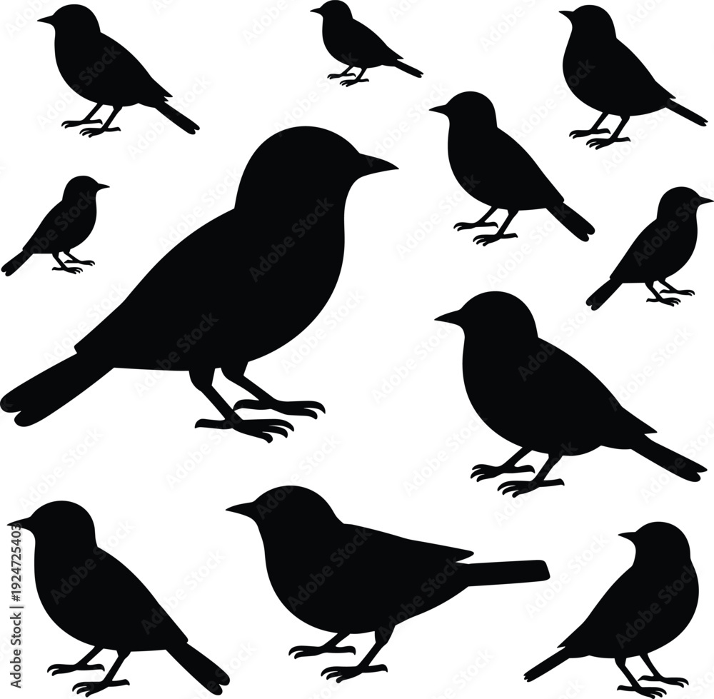Obraz premium Black bird silhouette set in various poses isolated on white background, detailed small songbird vector illustration collection for wildlife, nature, and graphic design projects