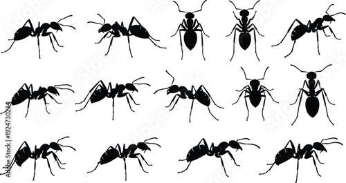 Black silhouette of ant collection featuring various insect poses including crawling and top view isolated on white background cad drawing flat vector illustration