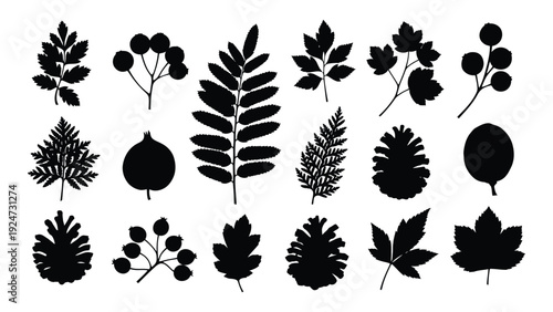 A collection of black silhouettes of various leaves and berries on a white background isolated on white background, Vector