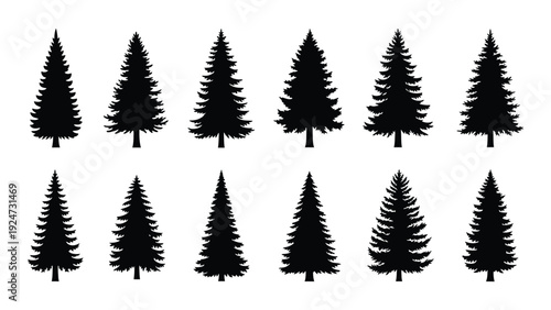 A group of pine tree silhouettes on a white background isolated on white background, Vector