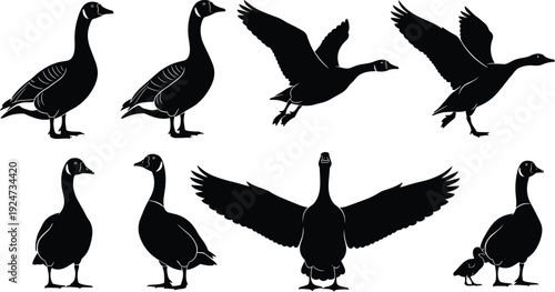 Black silhouette of goose collection including standing flying and spreading wings poses with small gosling isolated on white background cad drawing flat vector illustration
