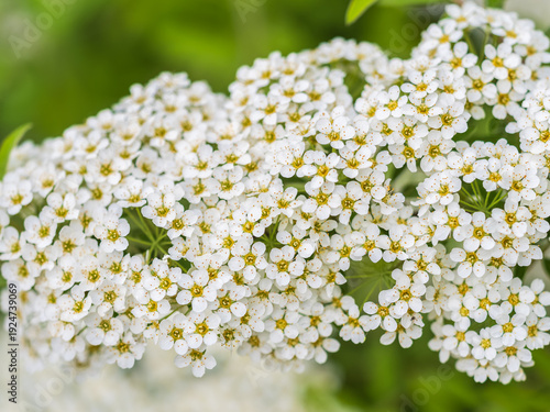 Beautiful white flowers Spirea aguta or Brides wreath.