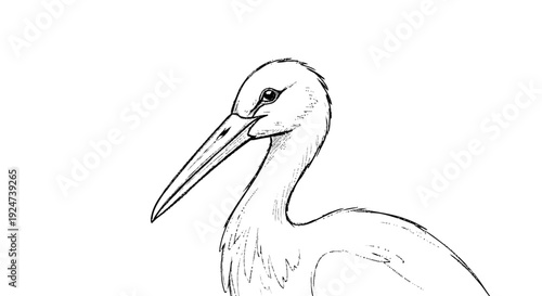 Detailed Line Drawing of a Stork Bird.