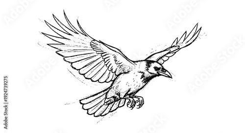 Black and White Bird in Flight.