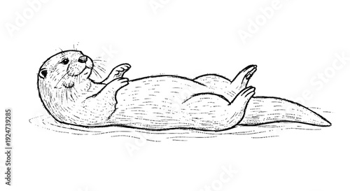 Seal Lying on its Back Relaxing.