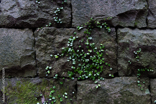 Ancient stone wall covered with green moss and ivy plants