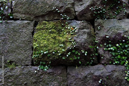 Ancient stone wall covered with green moss and ivy plants
