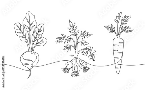 Minimalist continuous line art vector illustration featuring a beautiful diverse collection of beet, garlic, and carrot vegetables, ideal for natural food graphic design projects.