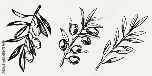 Detailed illustration of olive branches with fruit sketched in black ink